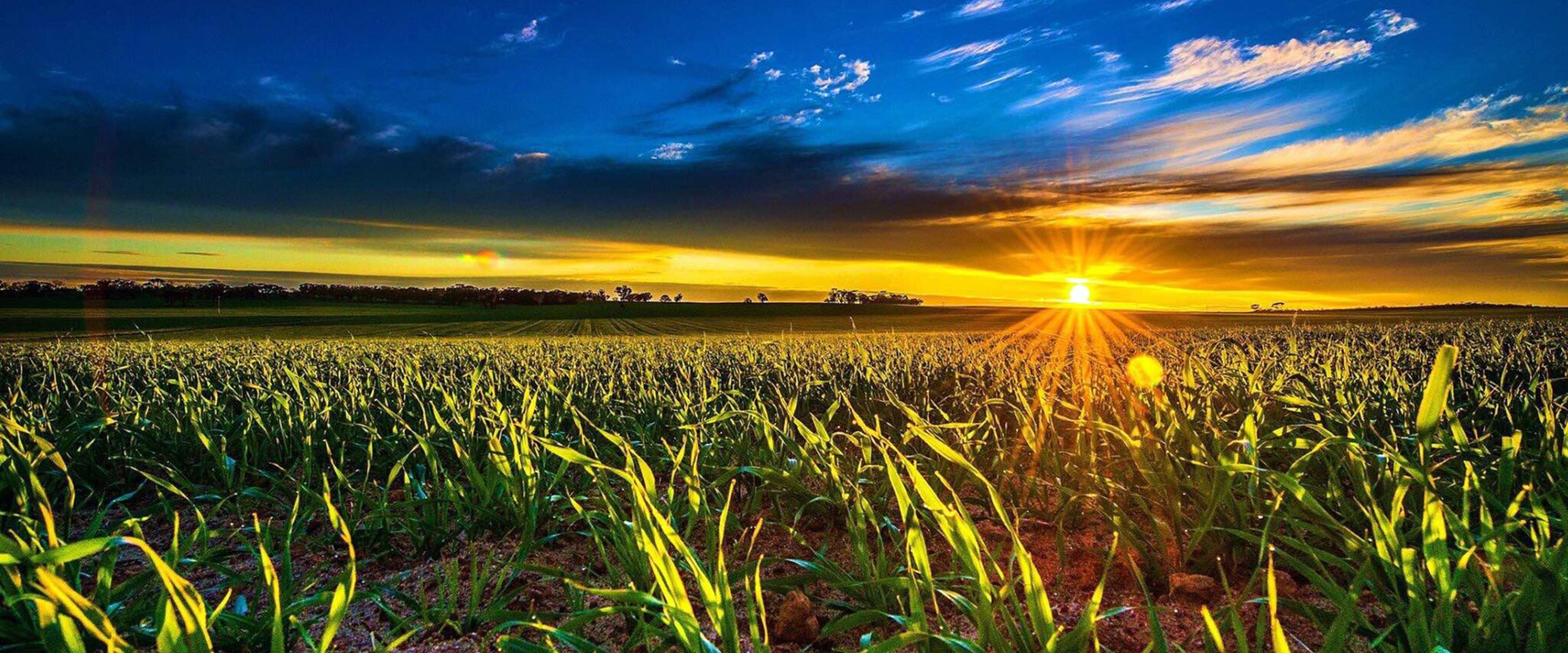 For Profit Partner 2